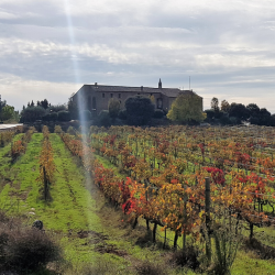25-10-2025 Visit the winery Siós Experience