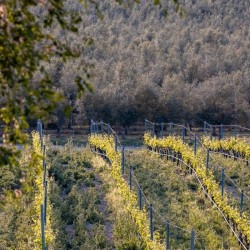 Winery of Costers del Sió | Siós Experience