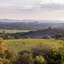 Visit Costers del Sió Wineries | Siós Experience