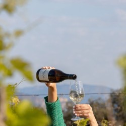 Wine tasting at Bodegas Costers del Sió | Siós Experience